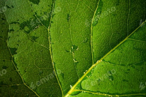 Preview: Close up macro shot of green leaf