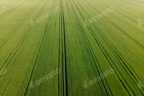 Preview: aerial view Top view of a wheat field.