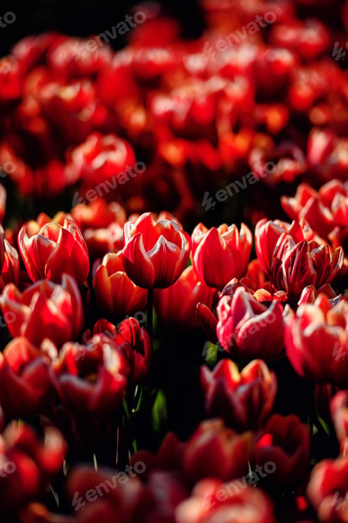 Preview: Close-Up of Red Tulips Glowing in Sunlight
