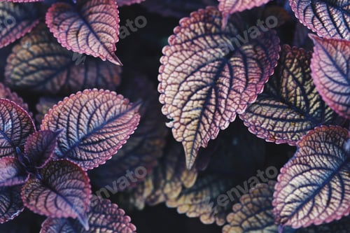 Preview: Flame nettle leaves