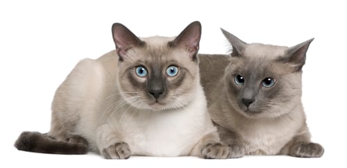 Preview: Siamese cat, 3 years old and 8 months old, lying in front of white background