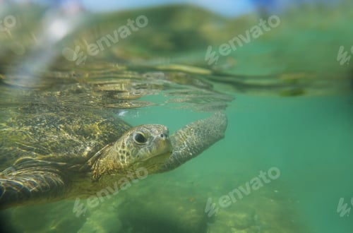 Preview: Turtle