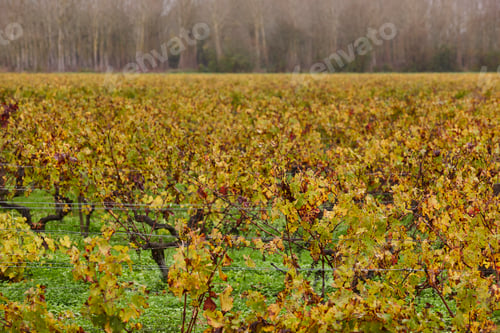 Preview: Autumn wineyards in Bordeaux. Agriculture industry in Aquitaine. France