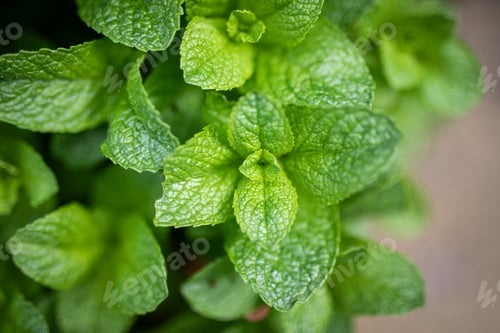 Preview: fresh grown vegetables garden green organic macro
