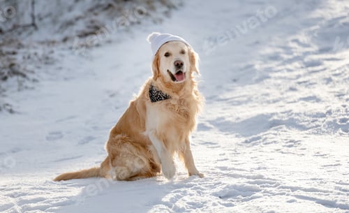Preview: Golden Retriever Sits On Snow In Winter Forest