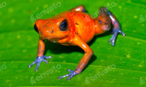 Preview: Dart Poison Frog, Costa Rica