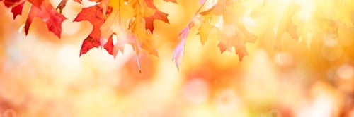 Preview: Multi colored autumn background