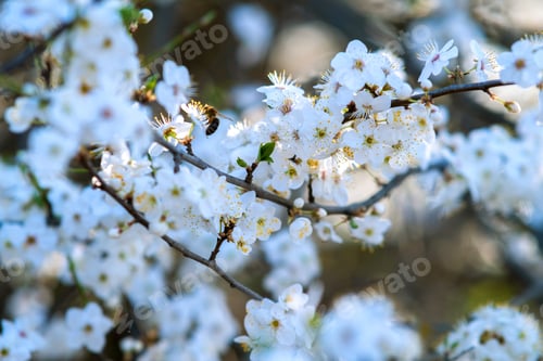 Preview: Fruit tree twigs with blooming white and pink petal flowers in spring garden.