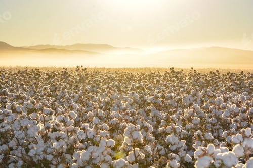 Preview: Beautiful landscape of a cotton field on the sunrise in Mexico