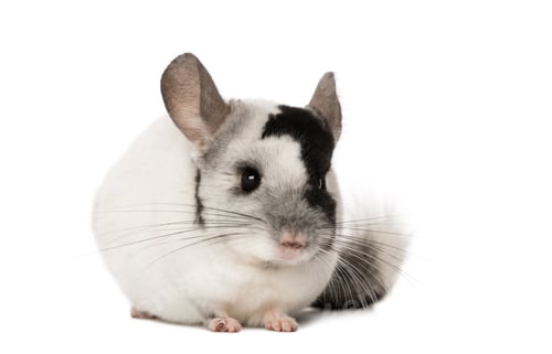 Preview: Chinchila, isolated on a white background