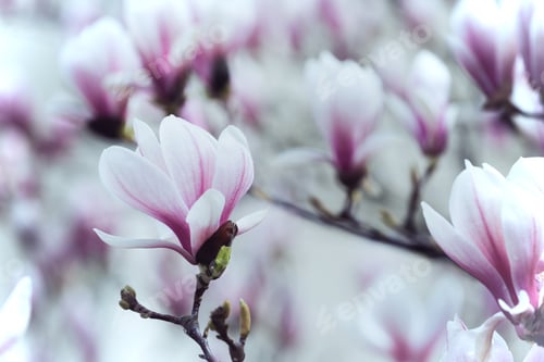 Preview: beautiful magnolia flowers