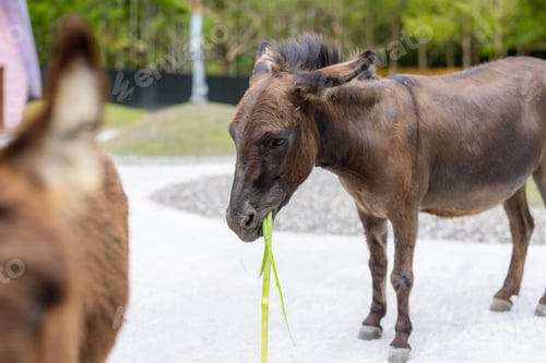 Preview: Donkey in the pasture farm