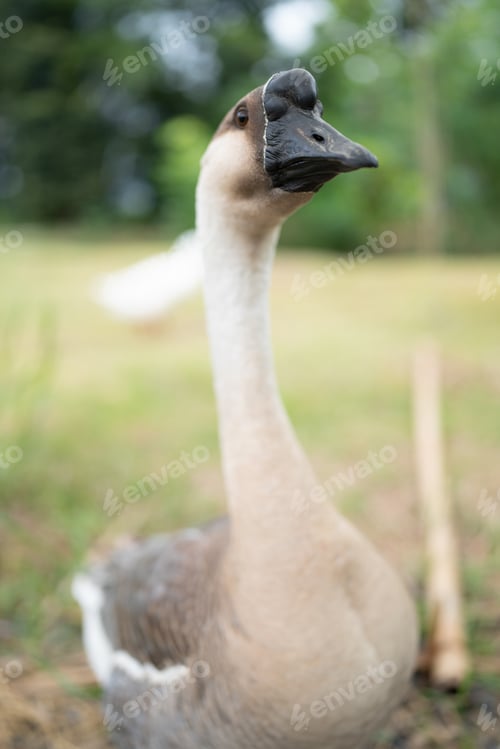 Preview: goose farming, animal living in nature farm, white goose bird or big duck with feather