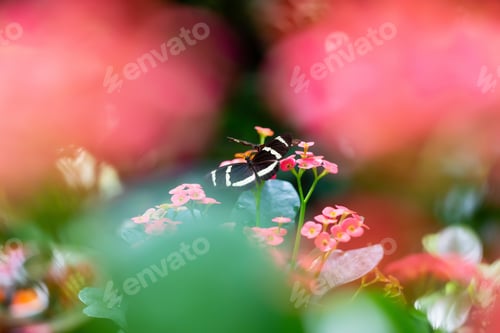 Preview: Macro Picture of a Butterfly