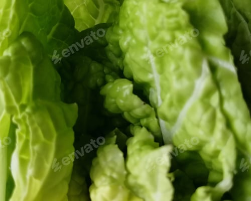 Preview: Fresh cabbage