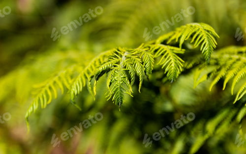 Preview: A green natural background: a fern.