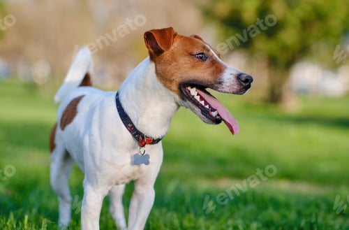 Preview: Close up portrait of a cute dog jack russell terrier on green lawn grass