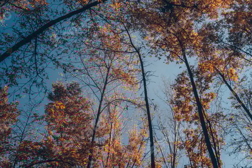 Preview: Low Angle on the Trees with Golden Leaves