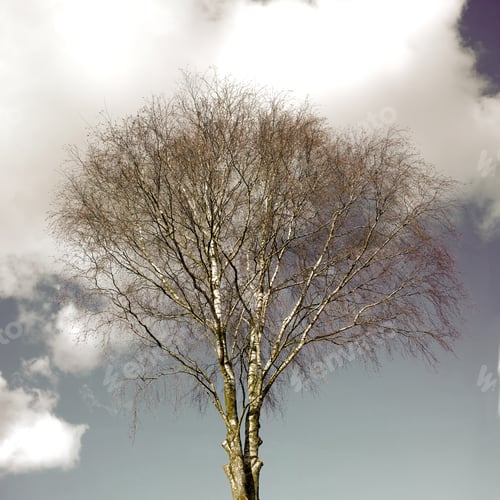 Preview: Hardwood forest tree