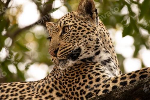Preview: Leopard, Panthera pardus, close-up portrait.