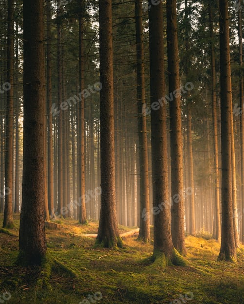Preview: Vertical shot of a dreamy magical forest during a misty sunset