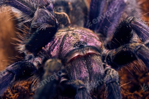 Preview: Tarantula Phormictopus Sp Purple Close-Up On A Background Of Brown Soil