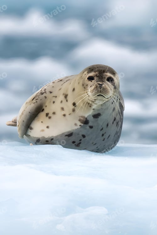 Preview: Close-up of a Harbor seal (Phoca vitulina) in Kenai-Fjords National Park Alaska