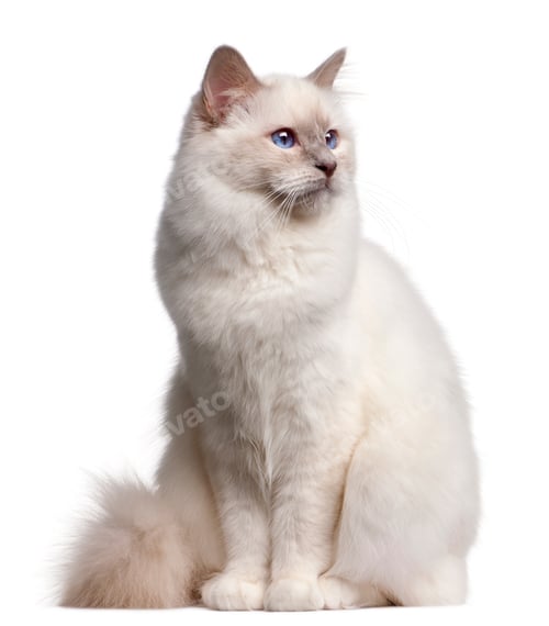 Preview: Birman cat, 9 months old, in front of white background