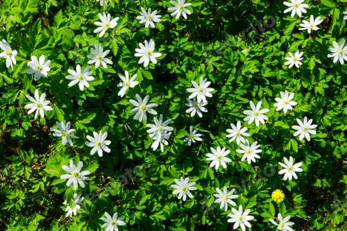 Preview: Little white flowers on green grass.