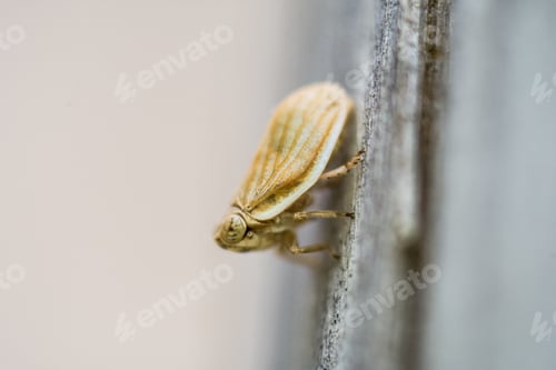 Preview: Closeup shot of a moth on a tree bark