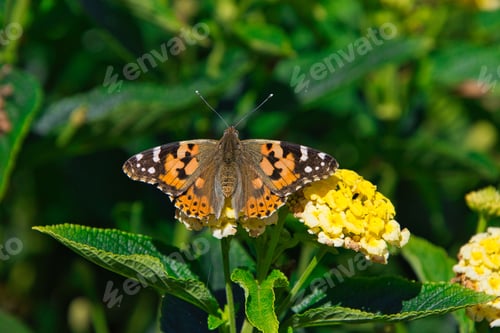 Preview: Beautiful Burdock butterfly atop a small plant with a bright yellow flower