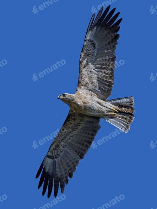 Preview: Tawny eagle (Aquila rapax)