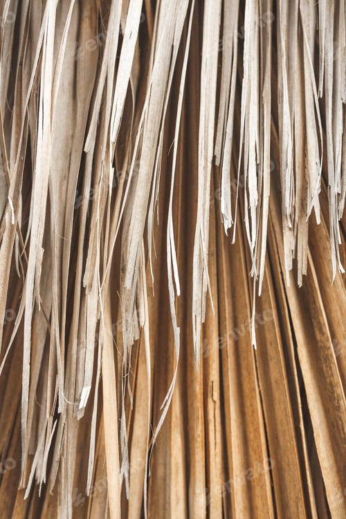 Preview: Dry palm leaf close-up. Natural floral texture close-up. The natural background of nature.