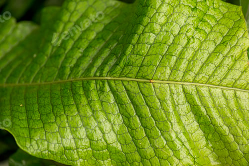 Vista previa: Closeup shot of a green leaf.