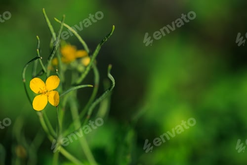 Preview: Herbal Greater celandine on blurred background. Space for text.