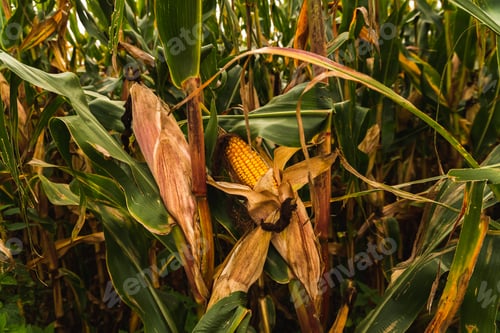 Preview: Corn in cob in field. Brown and green leaves, Autumn time