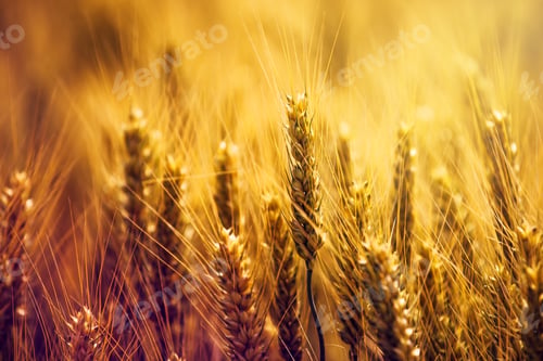 Preview: Golden wheat ears in field