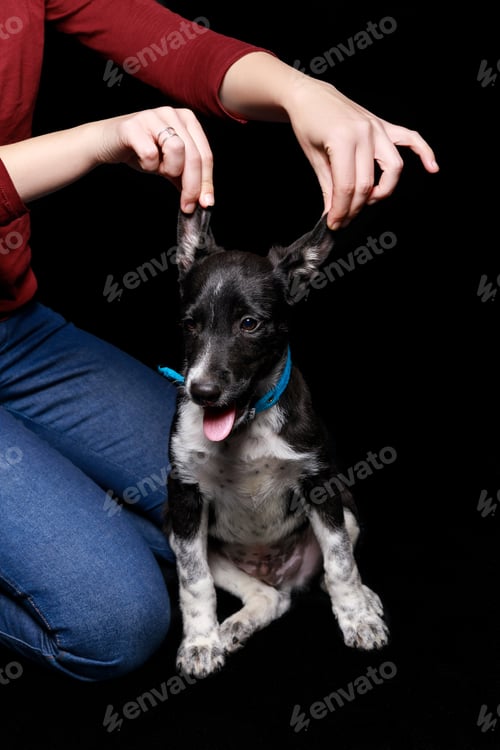Preview: cropped view of woman in red sweater and jeans sitting near mongrel dog and touching ears isolated