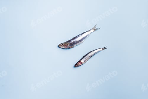 Preview: Two fresh anchovies on blue background