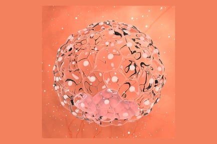 Preview: Blastocyst Development: Early Embryo
