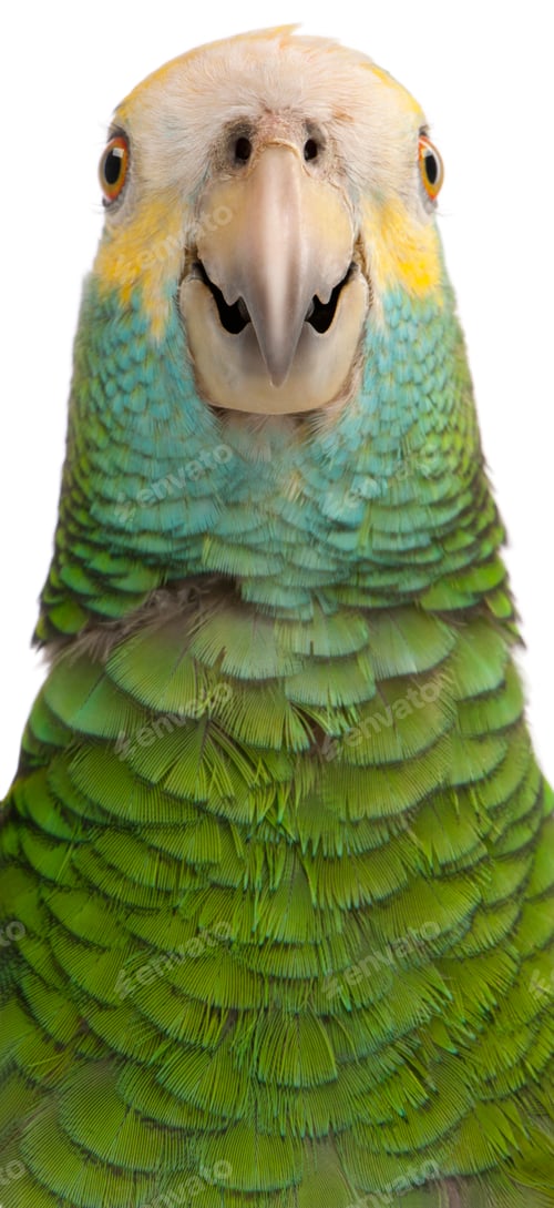 Preview: Close-up of Yellow-shouldered Amazon, Amazona barbadensis, in front of white background