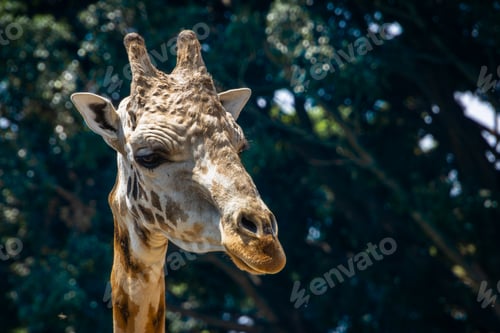 Preview: Giraffe standing in front of trees.