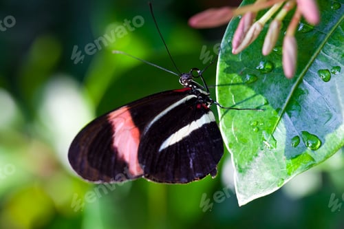 Preview: Red Postman Butterfly
