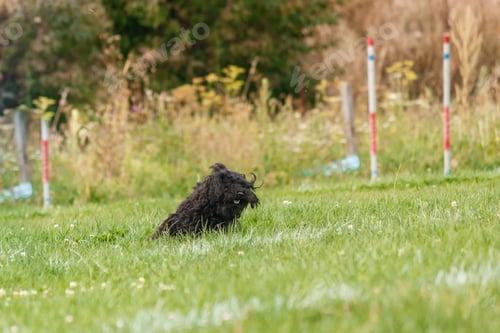 Preview: Dog catching flying disk in jump, pet playing outdoors in a park. sporting event, achievement in spo