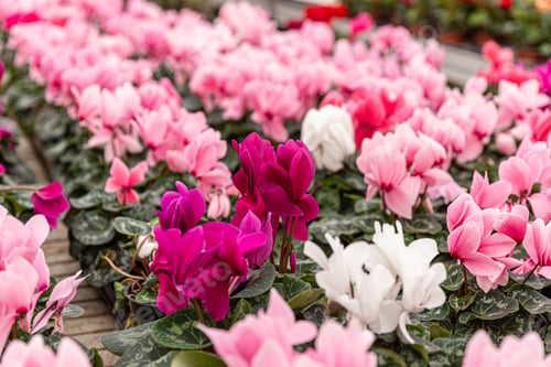 Preview: White and pink cyclamen flowers