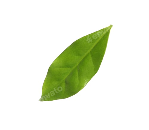 Preview: Fresh green coffee leaf isolated on white