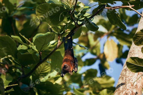 Preview: Portrait of Indian Fruit Bat (species of flying fox) on tree in wild nature