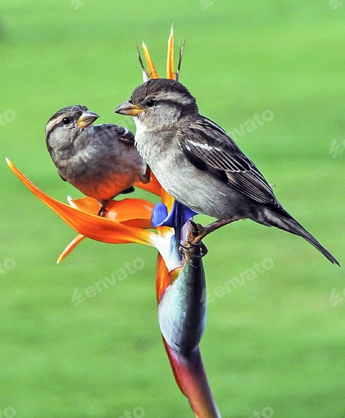 Preview: Two birds