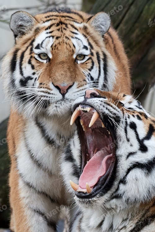 Preview: Amur Tiger (Panthera tigris altaica)
