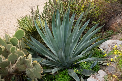 Preview: Desert succulent garden with agave and cactus plants in natural setting